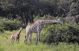 В Африке впервые нашли жирафов-карликов