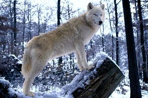 Полярный волк: 6 особенностей жизни арктического хищника