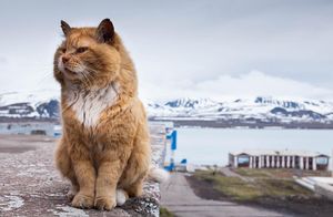 По документам песец — как живется единственному коту на Шпицбергене, где запрещены питомцы