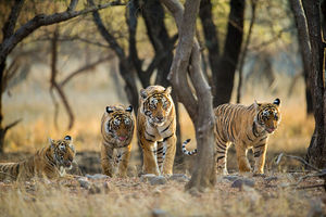Путь тигра: интригующие факты из мира полосатых зверей!