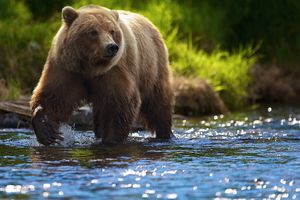 Вредные привычки медведей