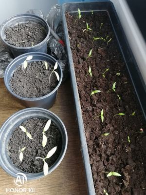 Как я выращиваю рассаду томатов на подоконнике? Ведь уже пора!