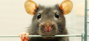 Почему люди боятся крыс?