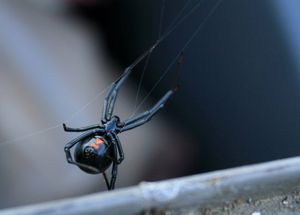 Черная вдова: чем живет один из самых опасных пауков на свете