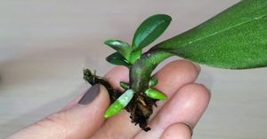 Как размножить орхидею из листа