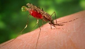 Почему малярия распространена в заболоченных районах?