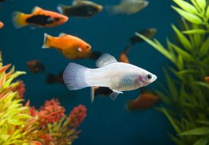Приспособления, позволяющие рыбам расходовать меньше энергии при движении в воде
