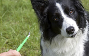 Весна пришла, клещей принесла: три самых популярных средства защиты собаки от их укусов