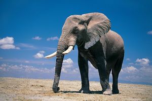 Самые интересные факты о слонах. Уверен, вы многое даже не знали