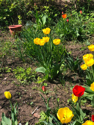 Посадка тюльпанов в грунт весной: можно ли сажать, особенности ухода для цветения