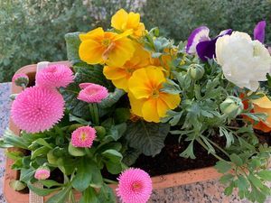 Как я выращиваю цветы из семян для балкона и террасы. Практичные советы с иллюстрацией