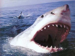 Пусть русских сожрут акулы: японцы строят хитрые планы «освобождения» Курил