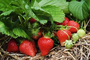 5 советов по уходу за клубникой весной, чтобы получить большой урожай вкуснейшей ягоды