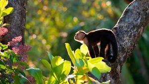 Капуцин обыкновенный – дружелюбная обезьяна. Описание и фото капуцина обыкновенного