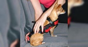 Водителей оштрафуют за перевозку кошек и собак в авто