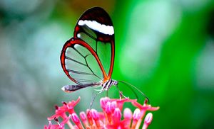 Стеклянная бабочка – Грета Ото. Описание и фото стеклянной бабочки
