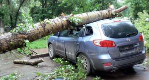 Что делать, если на транспортное средство во дворе упало дерево