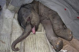 Будучи отвергнутым матерью, новорожденный слонёнок проплакал 5 часов (2 фото)