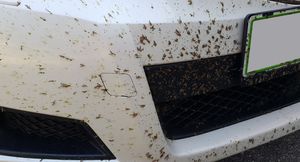 Как быстро убрать следы насекомых с лобового стекла