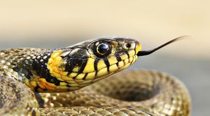 Как защититься от змей на даче и в лесу