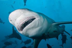 Самые кровожадные акулы мира