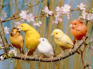 Десять потенциальных причин гибели декоративных птиц