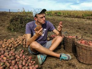 Время разбрасывать бульбу, и время собирать бульбу