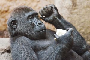 Горилла: 6 интересных фактов из жизни крупнейших обезьян