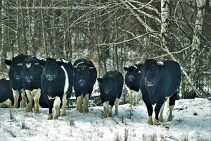 Одичавшие чернобыльские коровы удивляют ученых