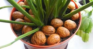 Как использовать ореховую скорлупу для растений