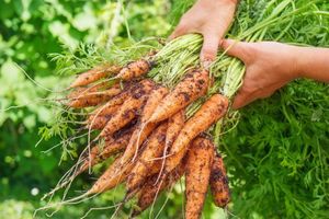 Что полезнее — вершки или корешки морковки?