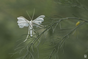 Пальцекрылка: Обычная такая бабочка, у которой аж 22 «крыла»!
