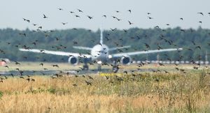 Омский аэропорт объявил тендер на поставку авто для отпугивания птиц