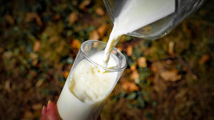 Прокисшее молоко на грядки: советы огородников из СССР