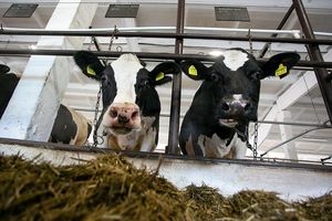 РБК: к осени цены на молочную продукцию вырастут на 7-10%