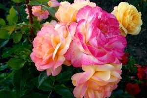 Роза флорибунда: виды, посадка и уход в открытом грунте