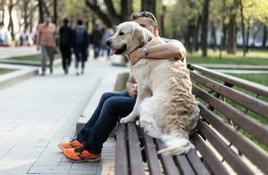 Почему в Германии нет бездомных собак