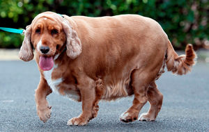 10 самых толстых в мире собак, которым живется непросто