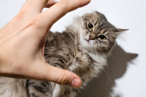 5 признаков того, что кошка вас не любит