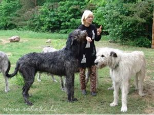 Ирландский волкодав: Истребитель волков и одна из крупнейших пород собак. Безопасен для человека, но смертелен для животных