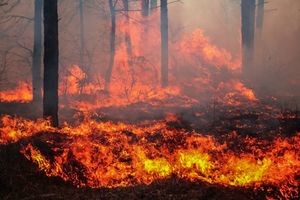 Площадь лесных пожаров в России за сутки выросла почти на 60 тыс. га