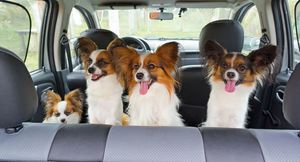 Чем опасно путешествие на автомобиле с домашними животными?