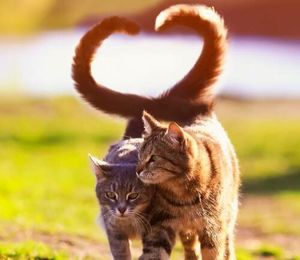 Способны ли кошки на любовь