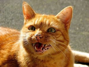 Почему кошки плачут: 7 причин мяукать
