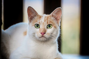 Не только по любви: 6 причин, почему кошка подолгу смотрит в глаза человеку