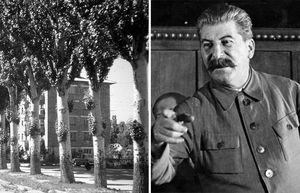 Проект «Тополь»: зачем в Советском Союзе каждый угол засаживали такими деревьями