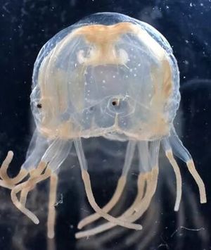 Подстерегающие опасности на глубине. 10 самых страшных морских существ