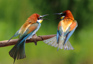 Чудо в перьях: 5 фотографий птиц, на которых они ведут себя как люди