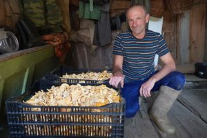 «Всем селом идем на лисичку — а иначе не выжить»: как устроена грибная экономика глубинной России
