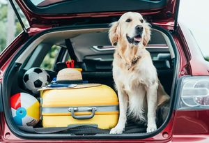 Как путешествовать с собакой на машине